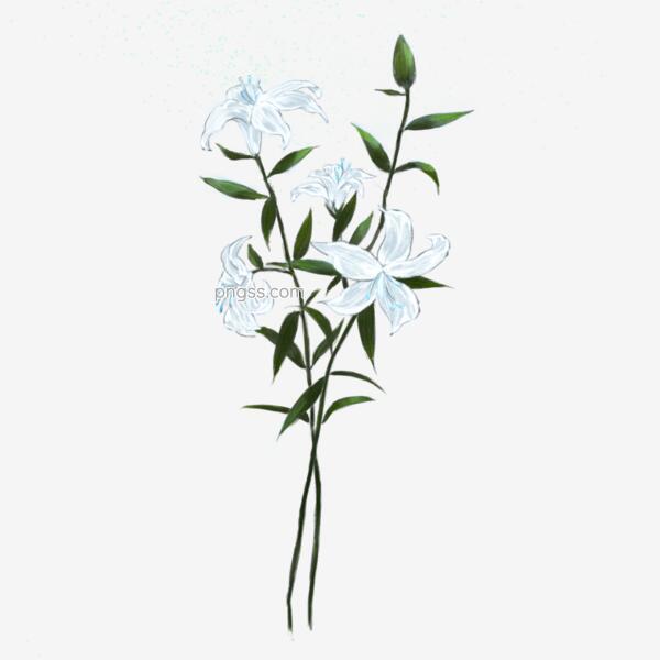 仿手绘白色水仙花png素材png搜索网 精选免抠素材 透明png图片分享下载 Pngss Com