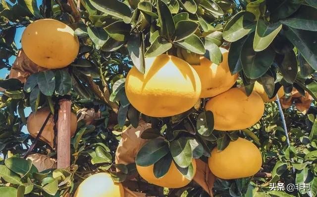 文旦树多高 友邦知识网 文旦树多高 友邦知识网