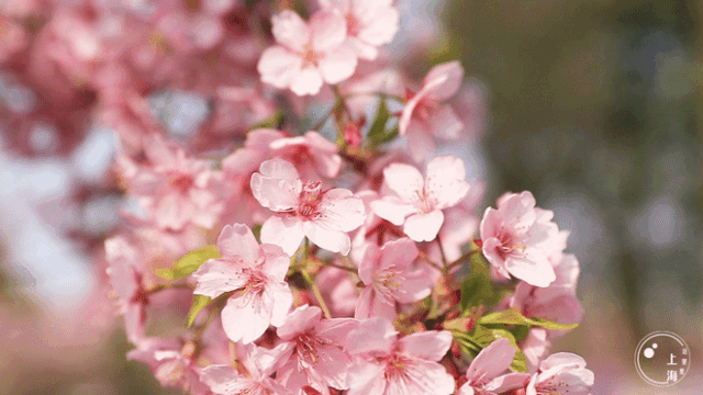 正大乐城和华山医院的南边是占地430公顷的顾村公园樱花盛开期间,顾村