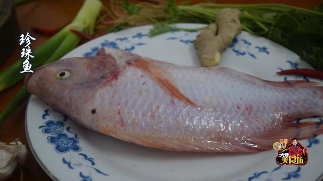 鲷鱼是什么鱼 爱游钓鱼网