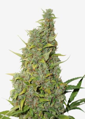 白寡妇植物png搜索网 精选免抠素材 透明png图片分享下载 Pngss Com