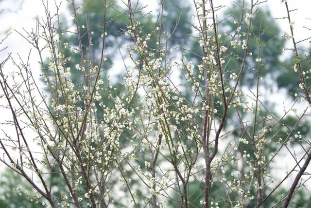 2020年上半年东莞市G_东莞市地图(3)