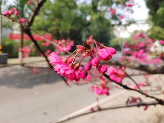 武大早樱开了!春天,已在路上