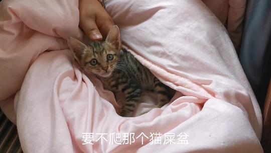 给骨折小猫接骨头需要多少RMB