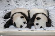 Good encourage annals! Twin of giant panda of brig