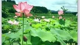 荷花賦詩句