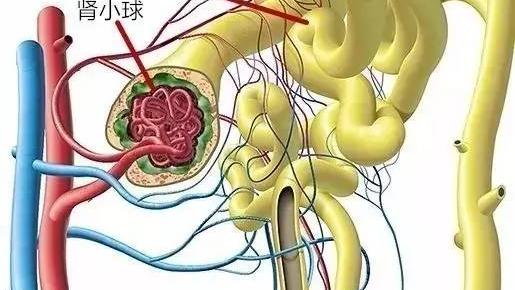 尿NAG测定分析的临床意义