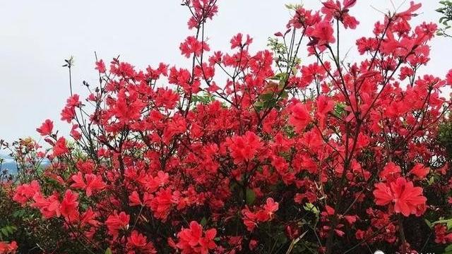 映山红开花时间一般是什么时候