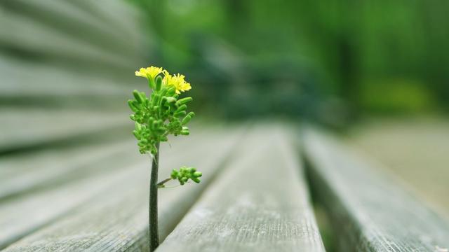 语文说《丑小鸭》听课报告