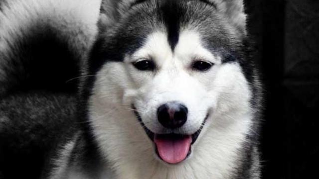 哈士奇这个犬种怎么样~~