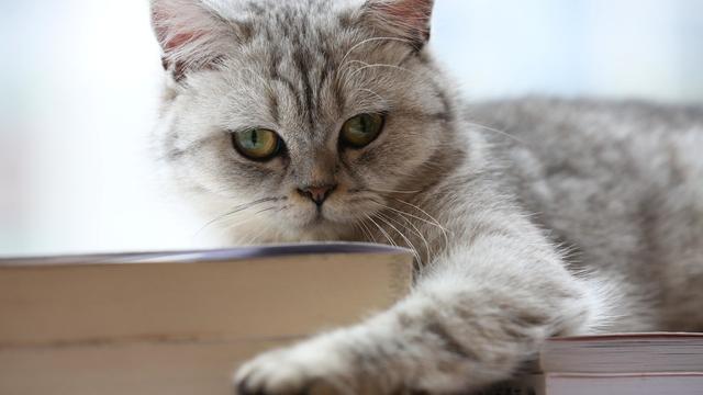 猫咪叫代表什么