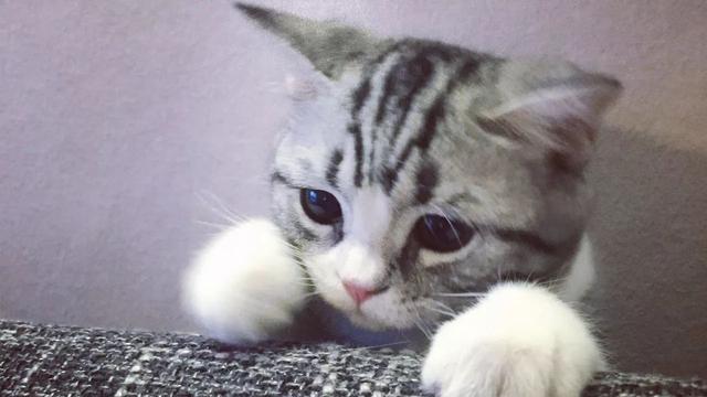 猫咪抓破皮家具