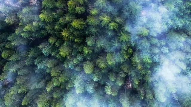 登泰山記姚鼐詞句分類