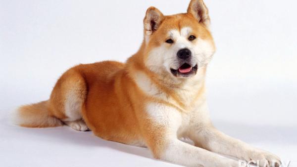 日本狗品种秋田犬