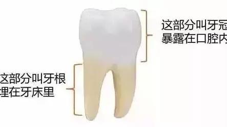 对比樟脑酚和氢氧化钙根管内封药的疗效