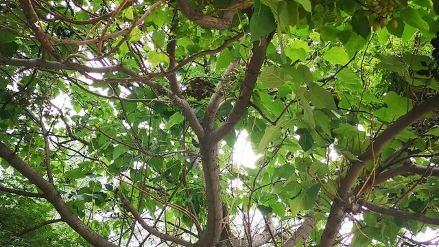 盛夏詩詞句