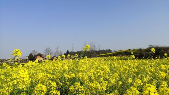 优秀作文《春雨》350字