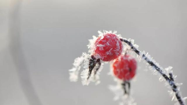 細雨生寒未有霜,庭前木葉半青黃.小春此去無多日,何處梅花一綻香.