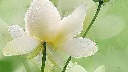 杨万里诗60首