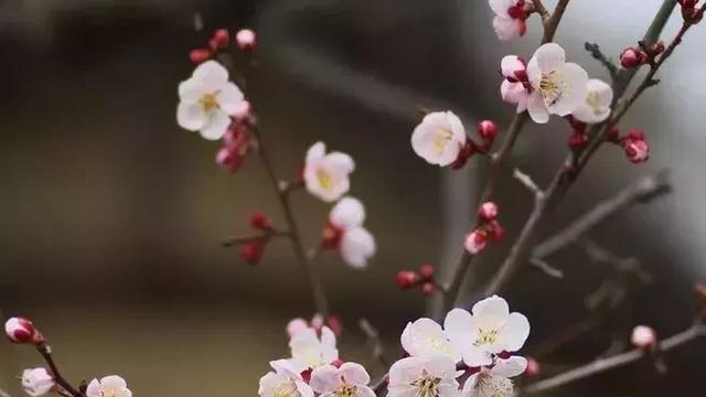 春天赞美梅花诗句古诗词