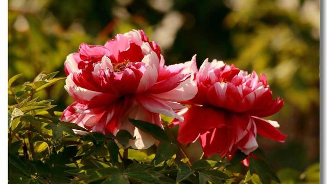 "(刘禹锡《赏牡丹》)在唐代牡丹就已被推崇到"国花"的地位,以其国色