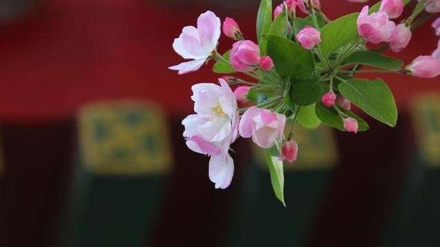 有关海棠花的古诗