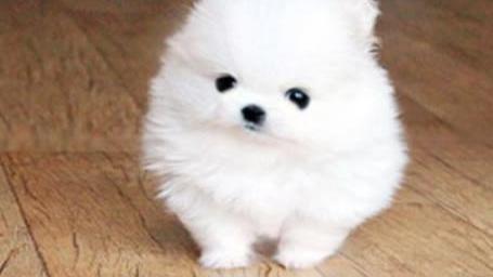 白色的博美犬价格是多少钱