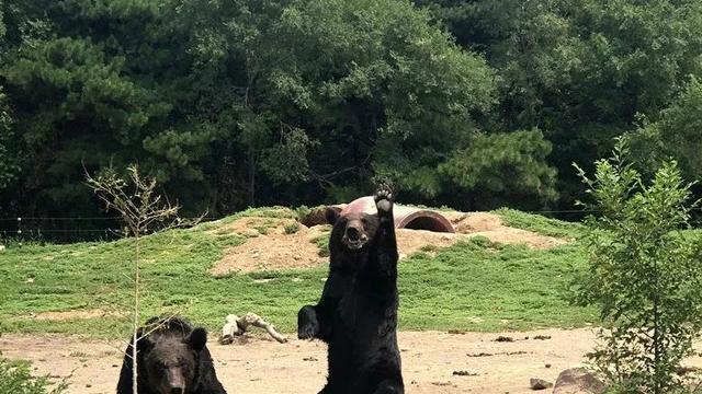 形容一个人猖狂的成语