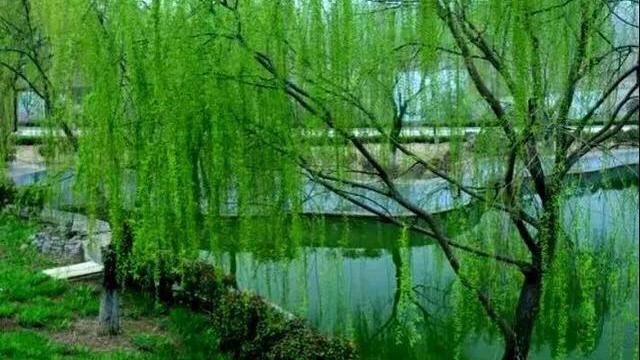 古代咏柳的诗句