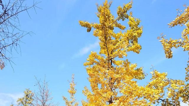 深化教育改革全面提高义务教育质量的意见心得体会（精选）
