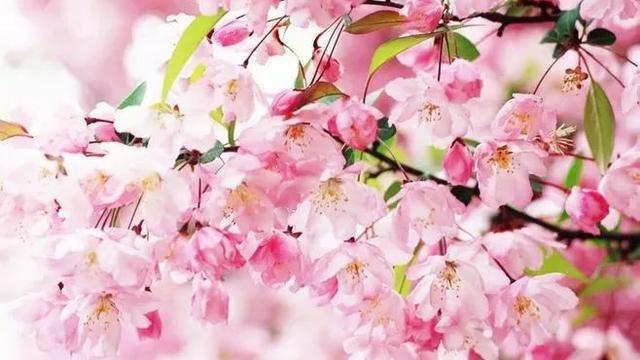 关于桃花的诗句大全集