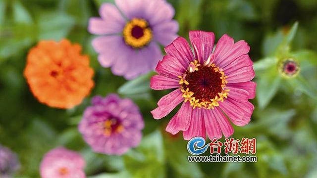 关于教师节的手抄报内容10篇