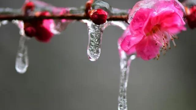 关于梅花的诗句小学