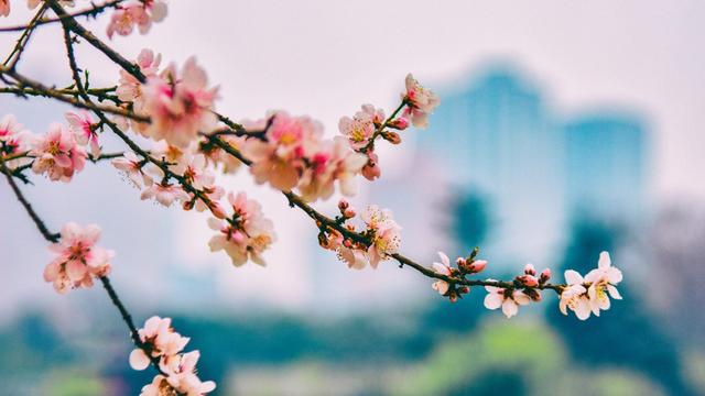 关于桃花的诗句三年级下册