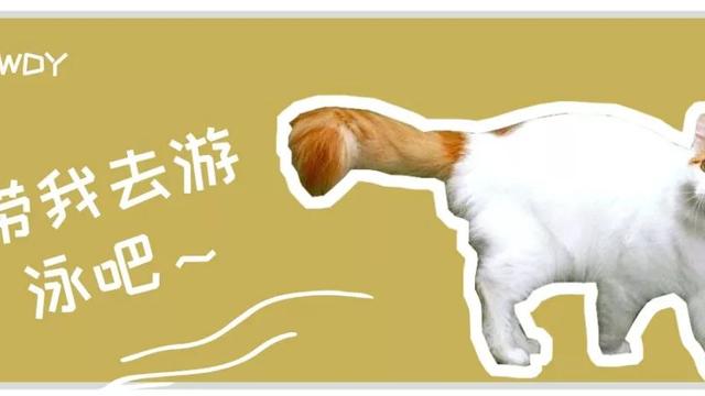 土耳其梵猫就是难伺候