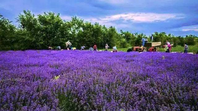 薰衣草花语句子大全