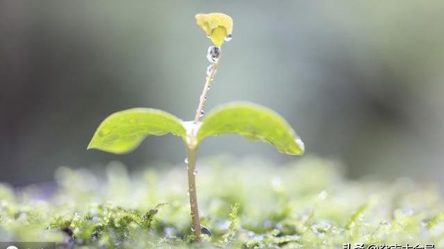 開在心中的花