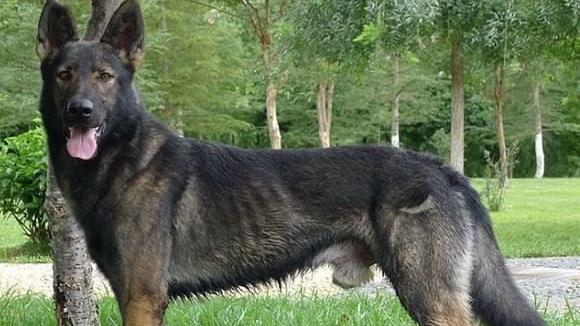 中国昆明犬为什么没有进世界犬种智商排行