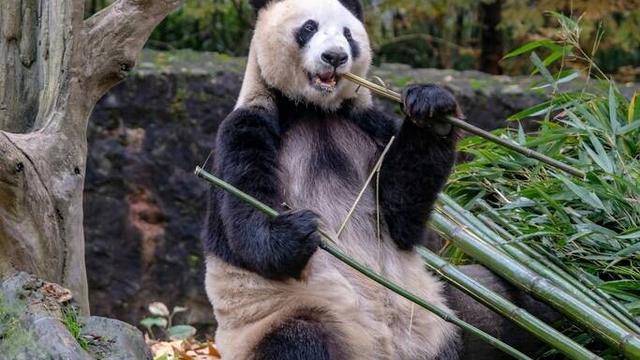 正月十五夜古诗怎么背诵