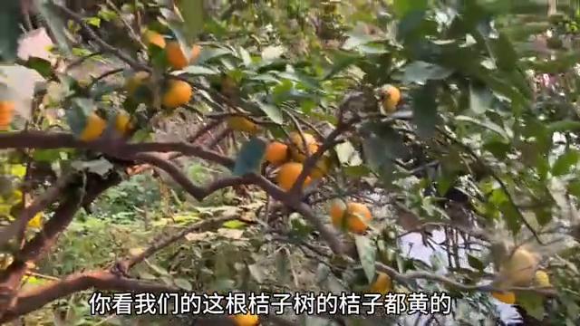 形容农村家乡美的句子精选