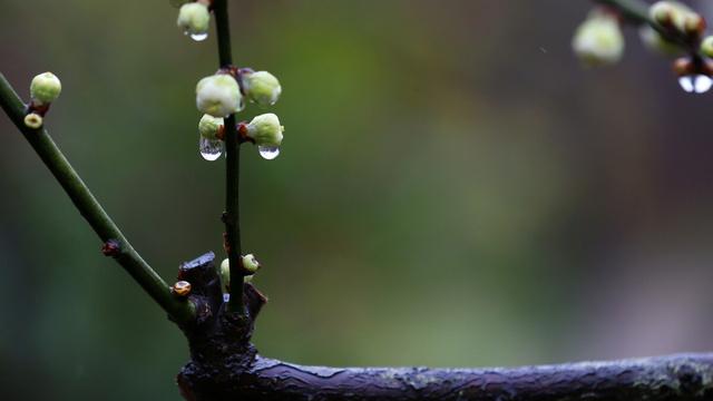 心灵的雨露作文