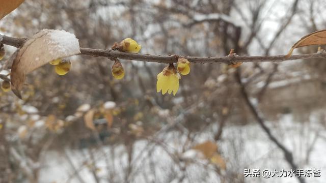 雪,一片一片