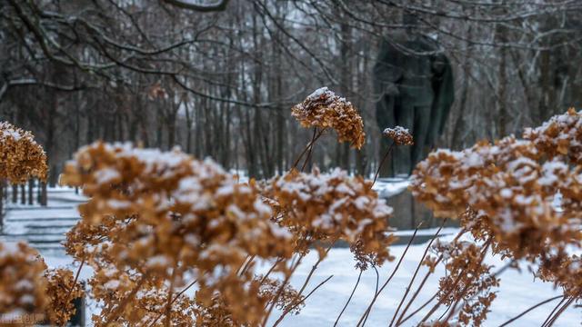 雪挂在树上优美的现代诗句