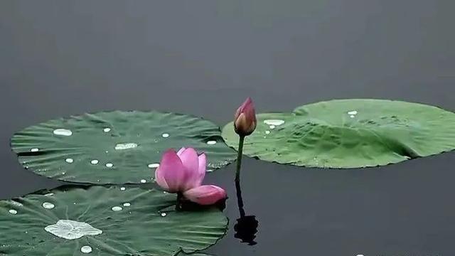 描写荷塘景色的诗句