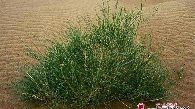 沙漠地区防风固沙植物的选择