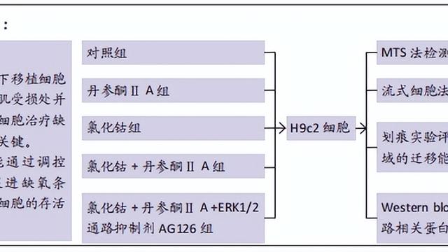 核转录因子NF