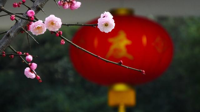赞美腊梅诗句大全
