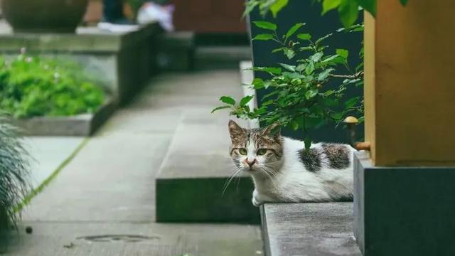 猫喜欢接近有福报的人