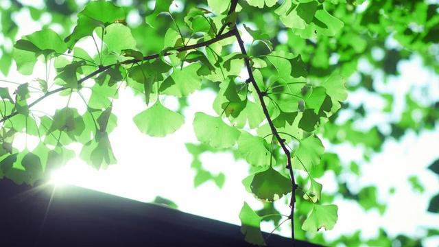 关于小暑的古诗