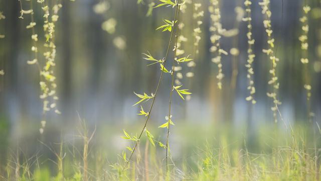 李清照蝶恋花诗词详解